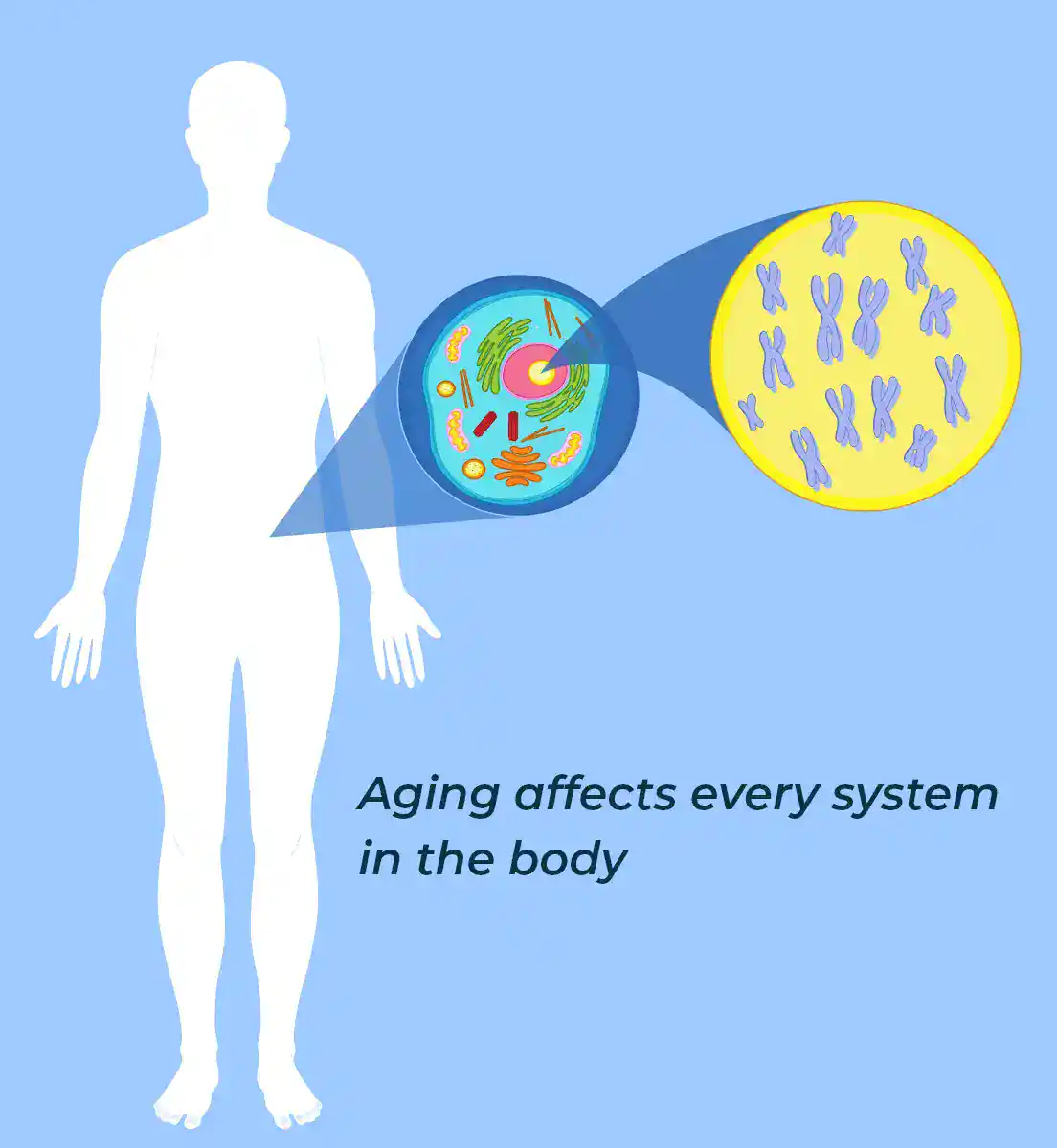 Mitochondria and aging